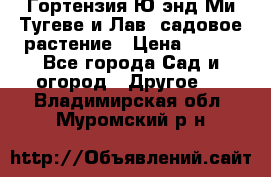 Гортензия Ю энд Ми Тугеве и Лав, садовое растение › Цена ­ 550 - Все города Сад и огород » Другое   . Владимирская обл.,Муромский р-н